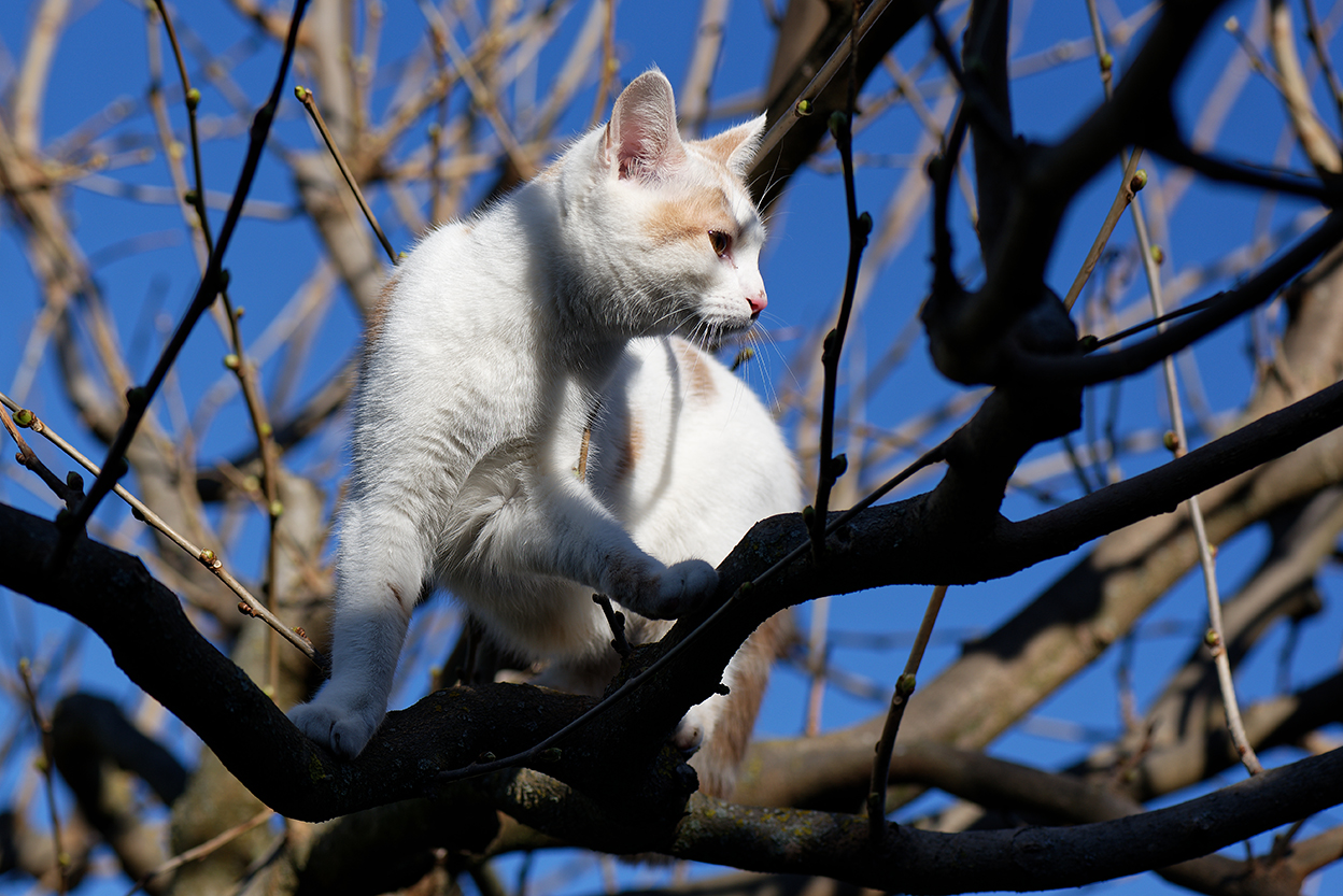 Chat dans l'arbre