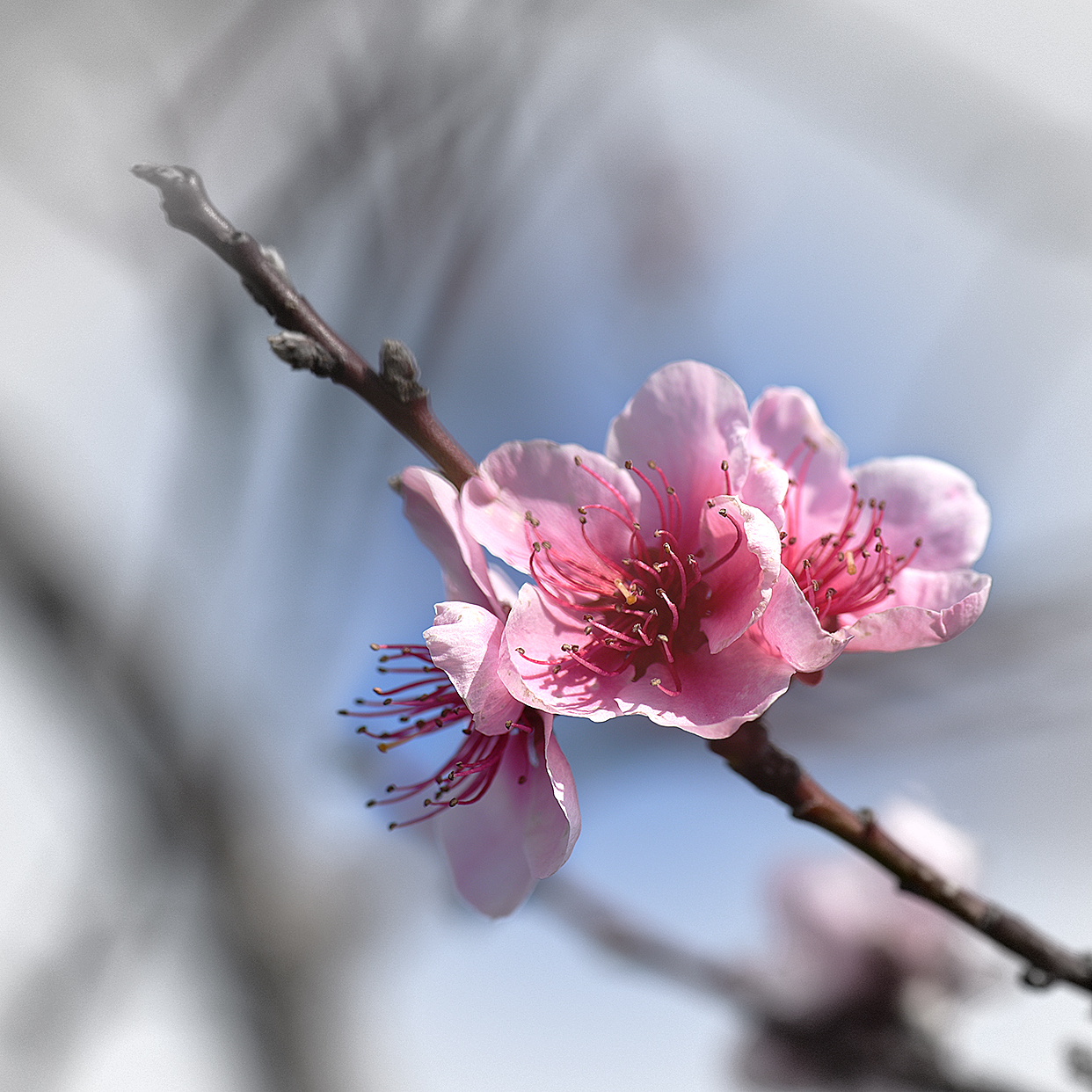 Photo d'un confiné - Fleurs de pêcher