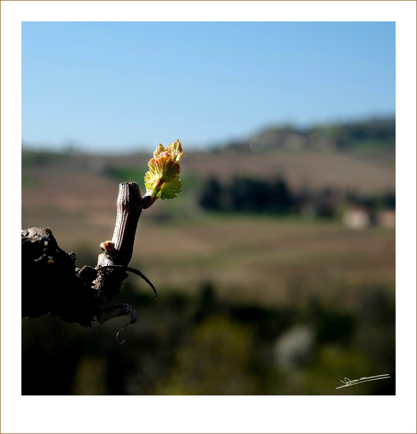 Premières feuilles dans le Beaujolais 2020