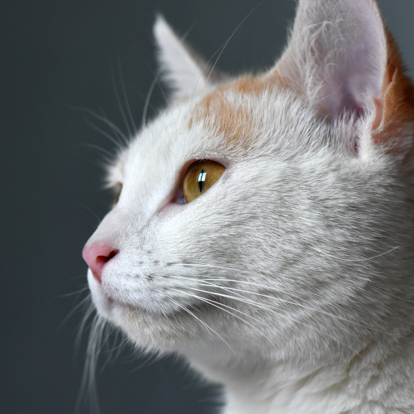 Touille à la fenêtre, confinée