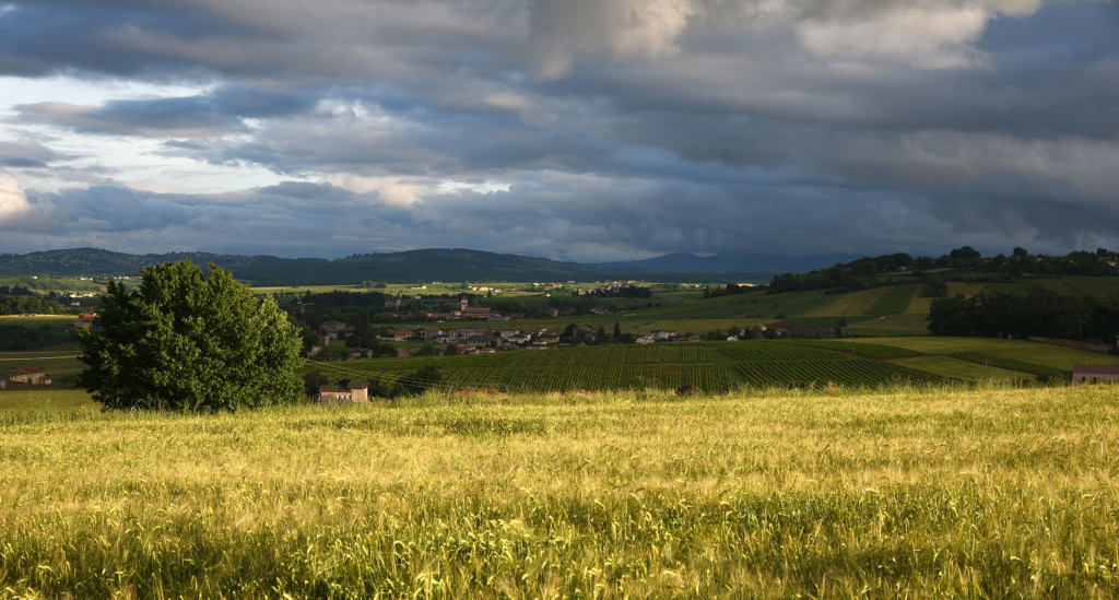 ©VD-Photographie - Le Beaujolais des Pierres dorées