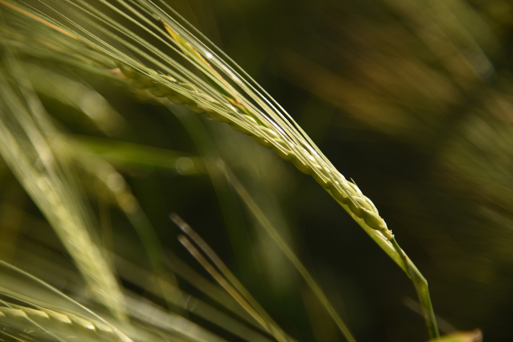 ©VD-Photographie - Lumières dans les épis