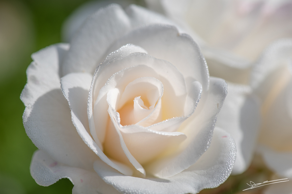 VD-Photographie - Rose blanche et rosée du matin | Tirage d'Art