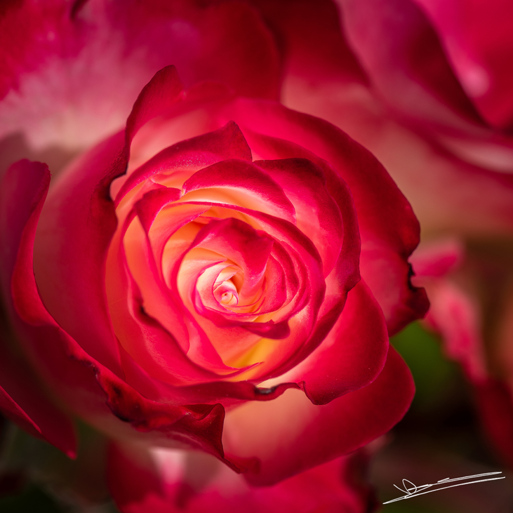 VD-Photographie - Écrin de rose | Tirage d'Art
